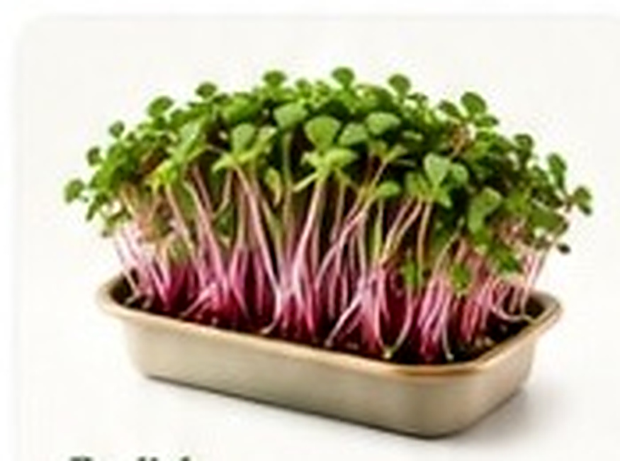 Radish microgreens