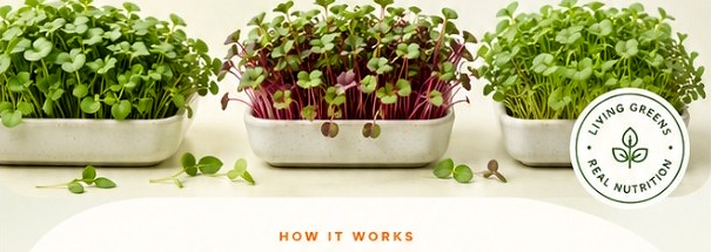 Different microgreen varieties